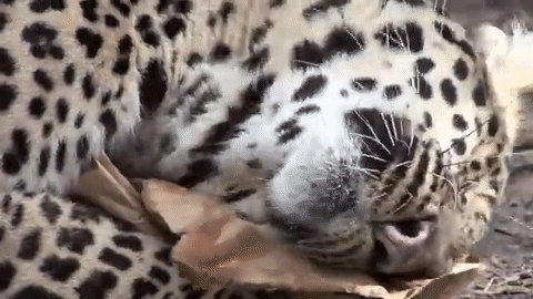 Леопард и бумага