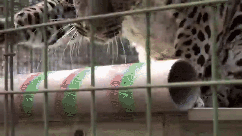 Роняет с полки