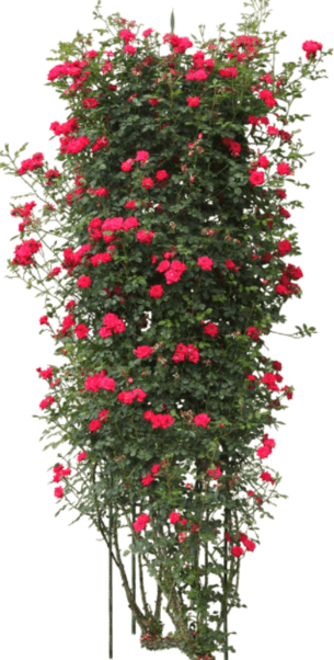 0_164a61_44b39d35_orig (1)