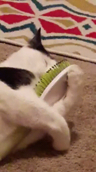 8154496517126388 (1)