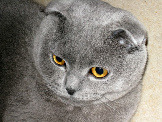 Базилио фас