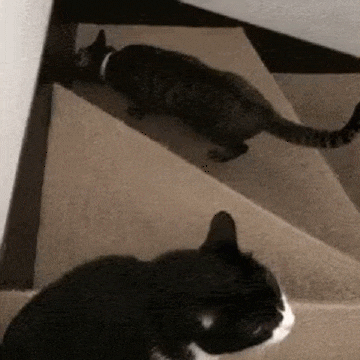 985b9742f76789c542c3727dacbf38bc