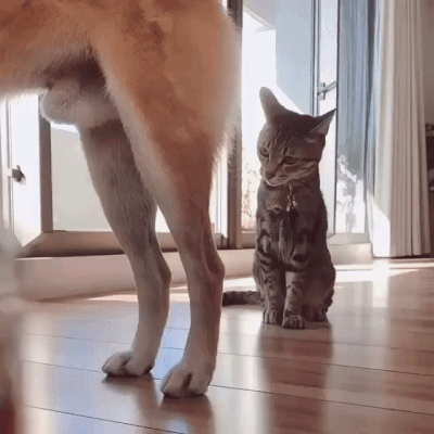 12239ef20758d3802228faf17ab94b41