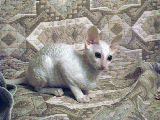 Корниш-рекс