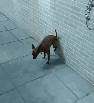 ezgif-3-8fc2ab097f92