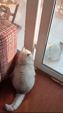 А ну иди сюда!