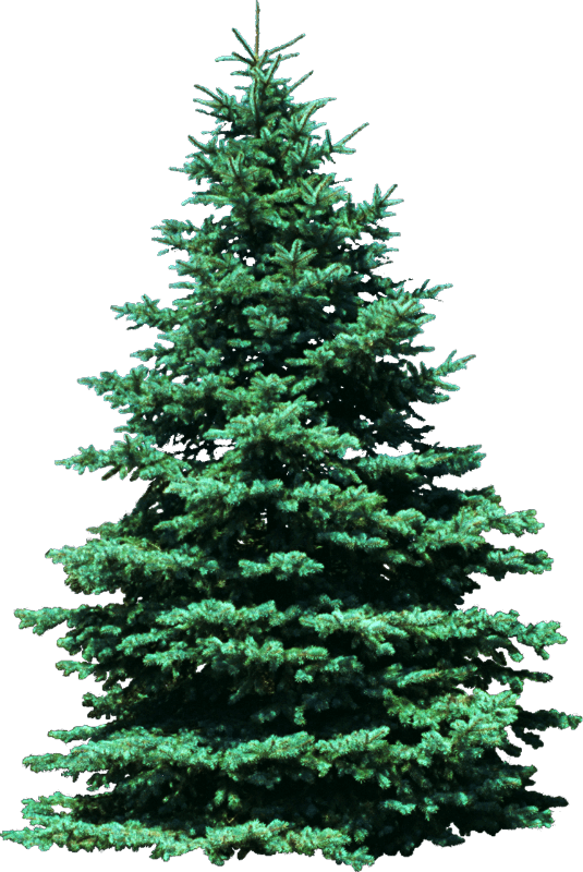 kisspng-tree-arborvitae-ornamental-plant-false-cypress-bushes-5ad5f7963df8a5 (1)