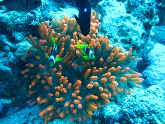 Красный анемон