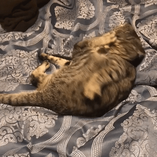 KOTE