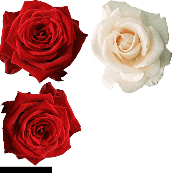 roses2-min