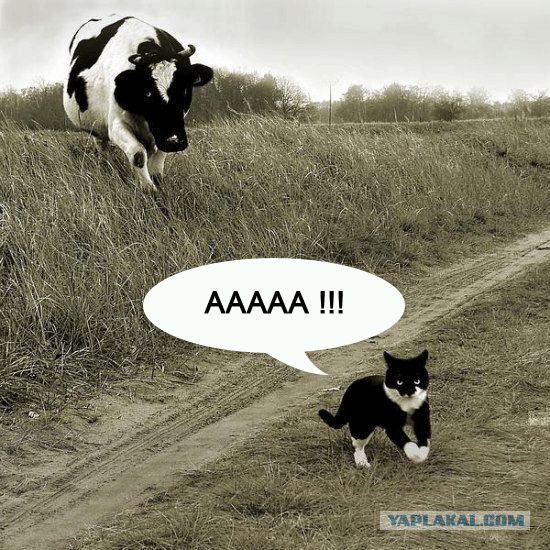 Мотроскин-и-Корова1