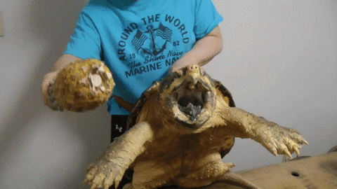 Хлебальник будь здоров