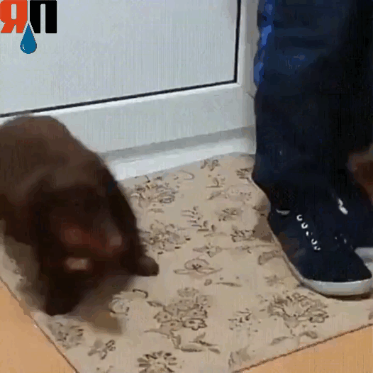 Не забудьте вытереть ноги