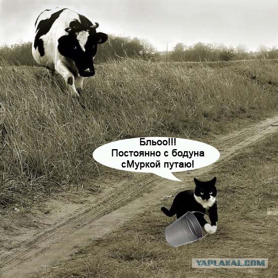 Мотроскин и Корова1