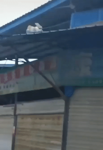 Невозмутимый кот