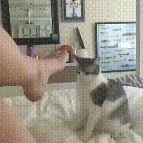 -котэ-нога-5028830