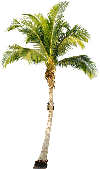 palm_tree_6