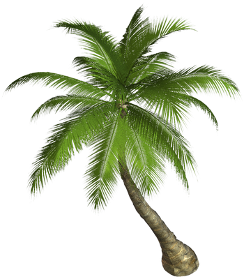 palm_tree_10