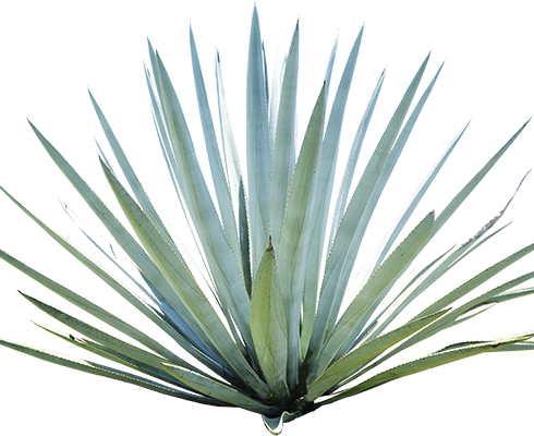 agave