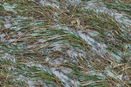 depositphotos_208496510-stock-photo-grass-snow-seamless-texture-background