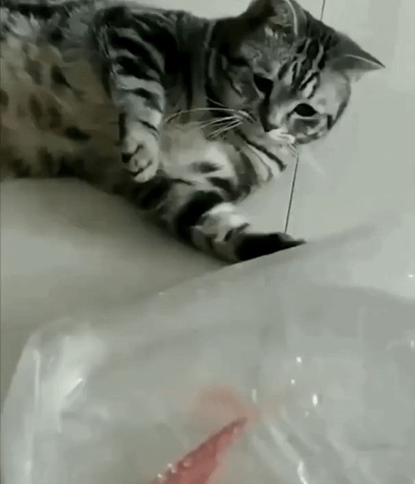 ezgif-2-f6e46019b82f