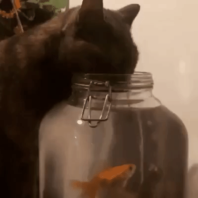 ezgif-2-611debffd3d2