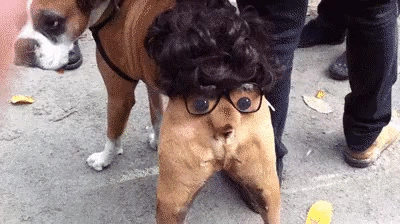 giphy (3)