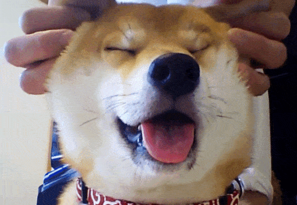 giphy (6)