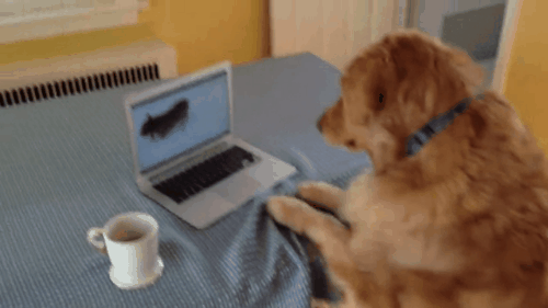 giphy