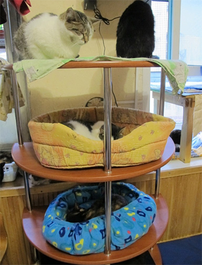 котики