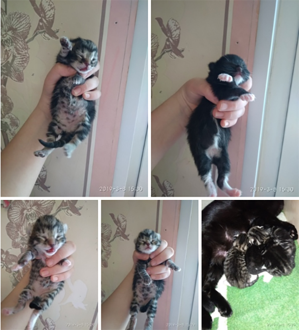 котята