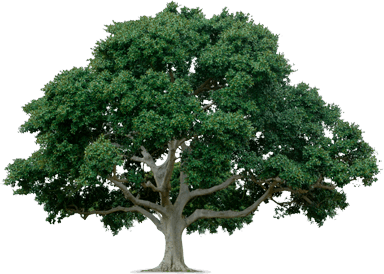 tree_PNG212