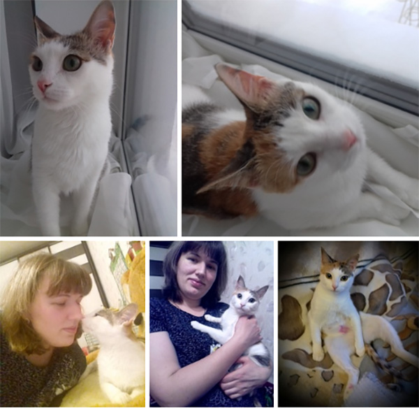 котик