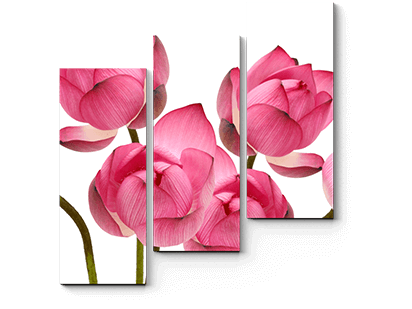 rozovaia-nezhnost (2)png (1)