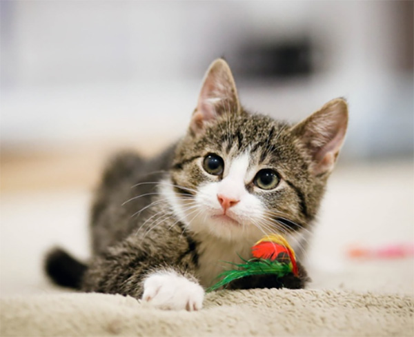 КОТИК