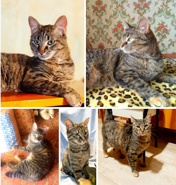 котик