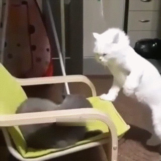 Драка котов