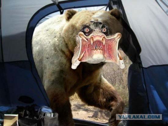 Медвед в палатке1