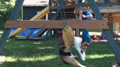 Кот качается