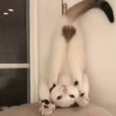 kote
