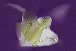 _8_arnusha