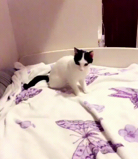 kote