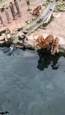 кккоооотттт