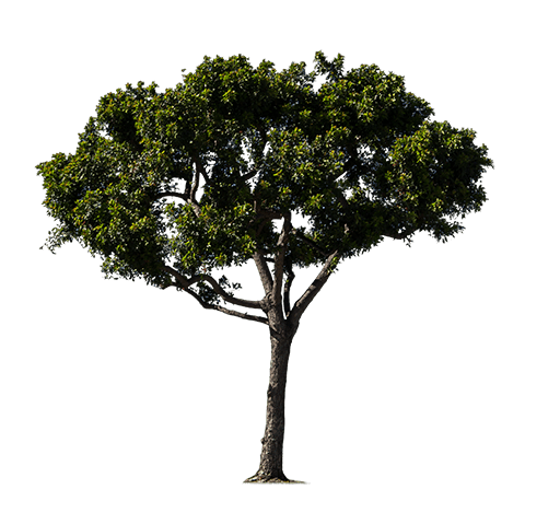 sketchy-trees-png-2 (1)