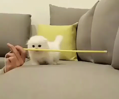 Zhivotnye__GIF