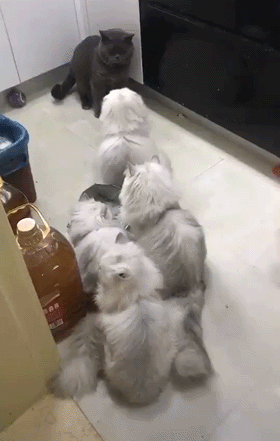 kote (1)