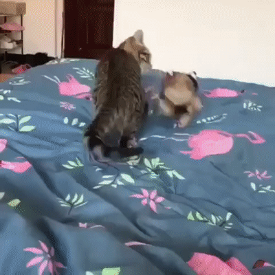 kote