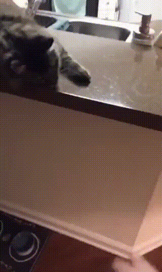 kote (1)