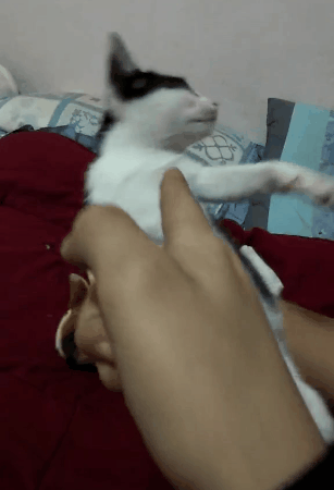 kote (3)