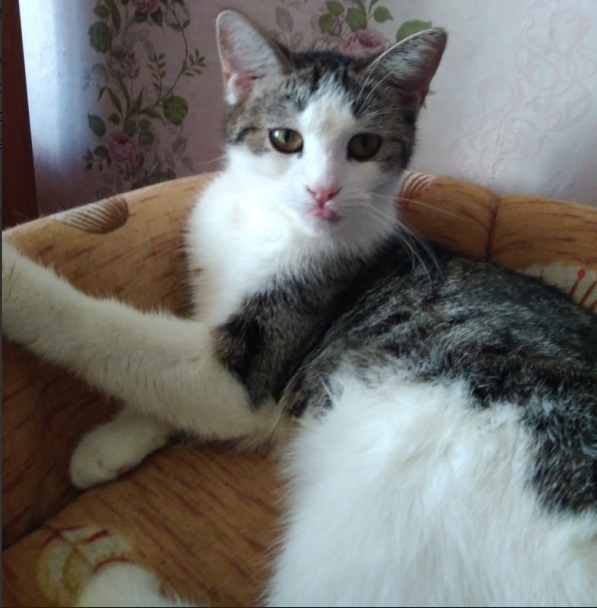 котя